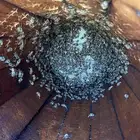 السلام عليكم يوجد نحل للبيع العدد 24خليه تسعة ملي