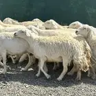 ضان حريات حرش صنف مضاريع ودفيع 80 بفحولها 3