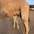 خلفه حمراء بكر