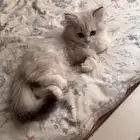 قطة انثى للبيع هيمالايا