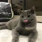 قطة سكوتش ستيرت شورت هير حامل