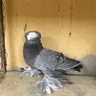 اجواز شيرازي وشغل بخاره