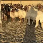 جذعات وثنوات ورباعيات