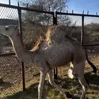 بكره عمرها 8