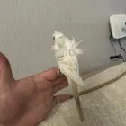 هوقو لا سوينق اليف لا يعرف العض من انتاجي