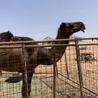 للبيع صفرا دبسا