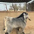 مشاريع فحول