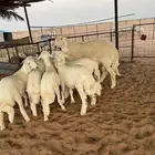 خرفان صن ف معرفه العمر شهرين