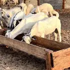تيوس ذبايح ومشاريع