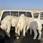 طليان للبيع