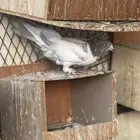 حمام شماسي باكستاني صنعاوي