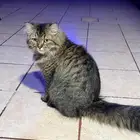 قط شيرازي ذكر للتبني