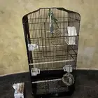 طيور عصافير الحب بادجي