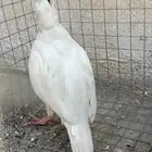 حجل روسي اقبل بدل