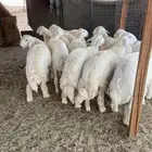 طليان حريه ذبايح ضيوف وثلاجة مع ذبح وتوصيل