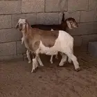 للبيع هجين حري وبربري العدد 2