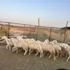 رخال حريات الحد ( 1140 ) تم الييع