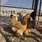 للبيع دجاج براهما فاخر