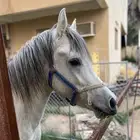 مهر واهو مكس جمال