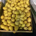 تمز برحي القصيم