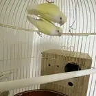 ببغاء زوج روز منتج للبيع