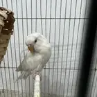 طقطق روز البينو عيون حمر هدد تم البيع