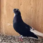 فحل قطيفي لأهل النوادر