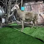 فحل ضان وعل ورخل من نفس الصنف السن ثني