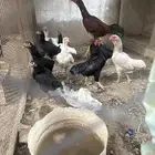 دجاج قزم كشامو