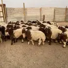بهم نعيم