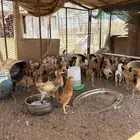 دجاج بلدي