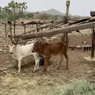 حسلان ذكرن وإناث