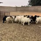 ذبايح خرفان ورخال