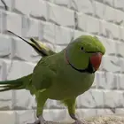 ببغاء دره باكستاني