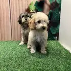 للبيع جراء بودل مالتيبو