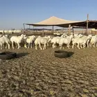 رخال جذعات 50