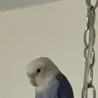 انثى روز للبيع على السوم