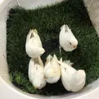 فروخ روز نهاية غر البينو تم البيع