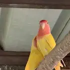 جوز روز للبيع