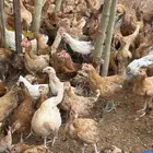 دجاج وديوك عمرها شهرين للبيع