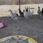 دجاج حباحب كويتي