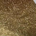 حب حنطه من مزرعه خاصه خالي من المواد الكيماويه