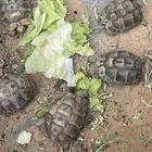 سلاحف يونانيه