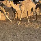حشو طيبه للبيع
