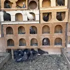 حمام قطيفي 8اجواز