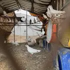 حمام البيع 13جوز