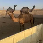 قدان 2 صفر واحد عمره 8 شهور واحد عمره 4 شهور على حليب امهاته
