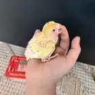 فروخ روز للبيع