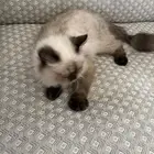 قطه للتبني بالدمام