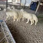 بهم سمان ومسكت ظهور وطرف